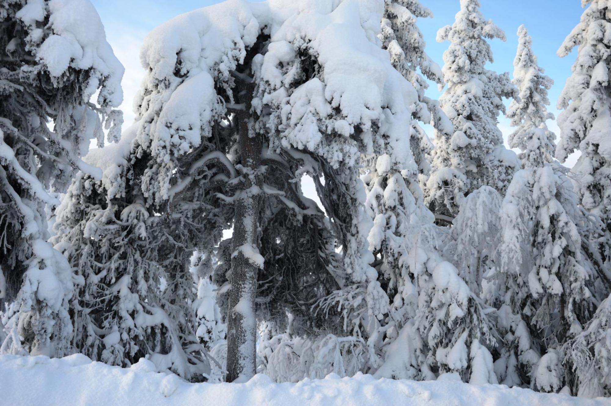 12 - Fulufjellets Nasjonalparker - Natur-, Dyre- Og Fugleopplevelser Ljørdal Exterior foto