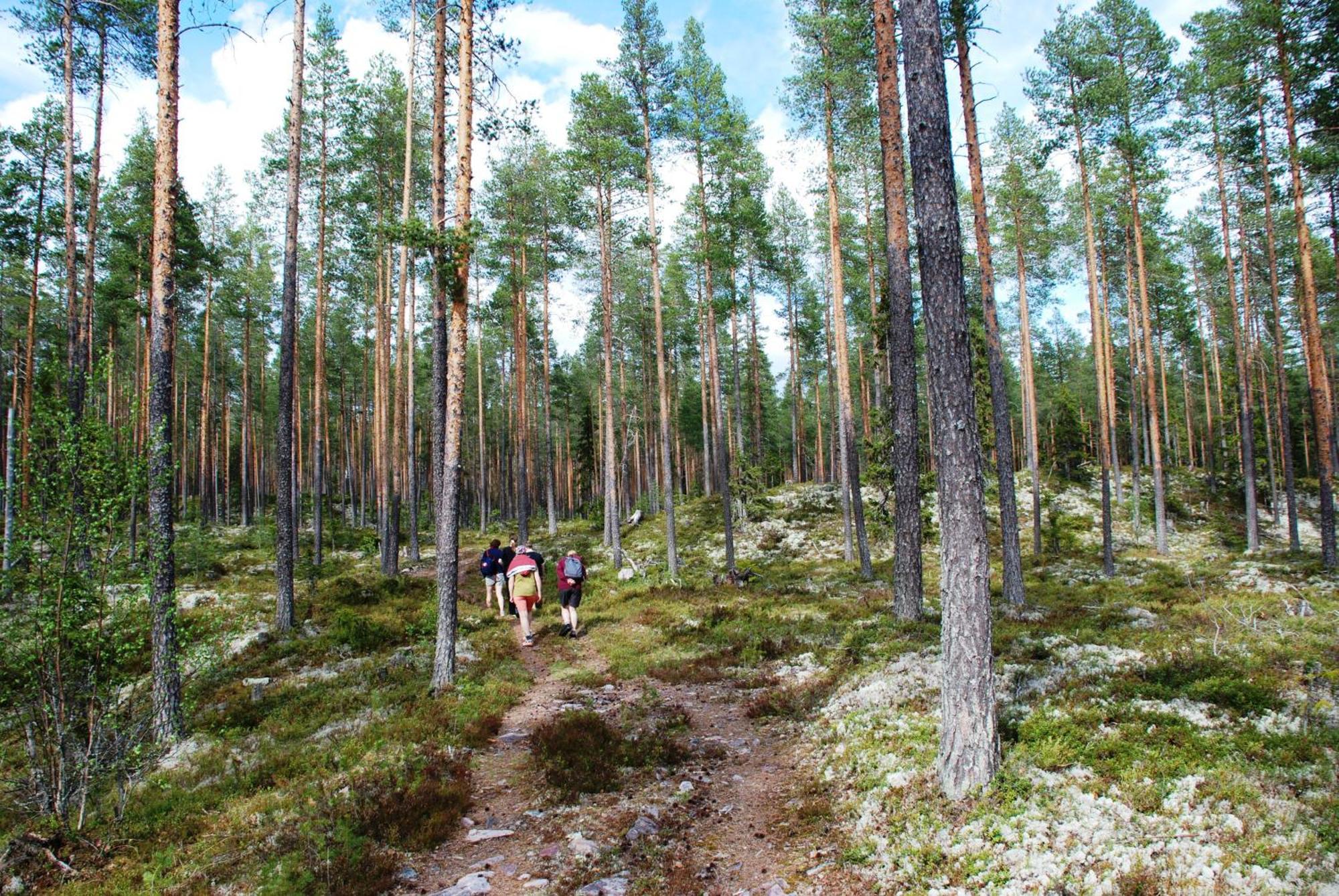 12 - Fulufjellets Nasjonalparker - Natur-, Dyre- Og Fugleopplevelser Ljørdal Exterior foto