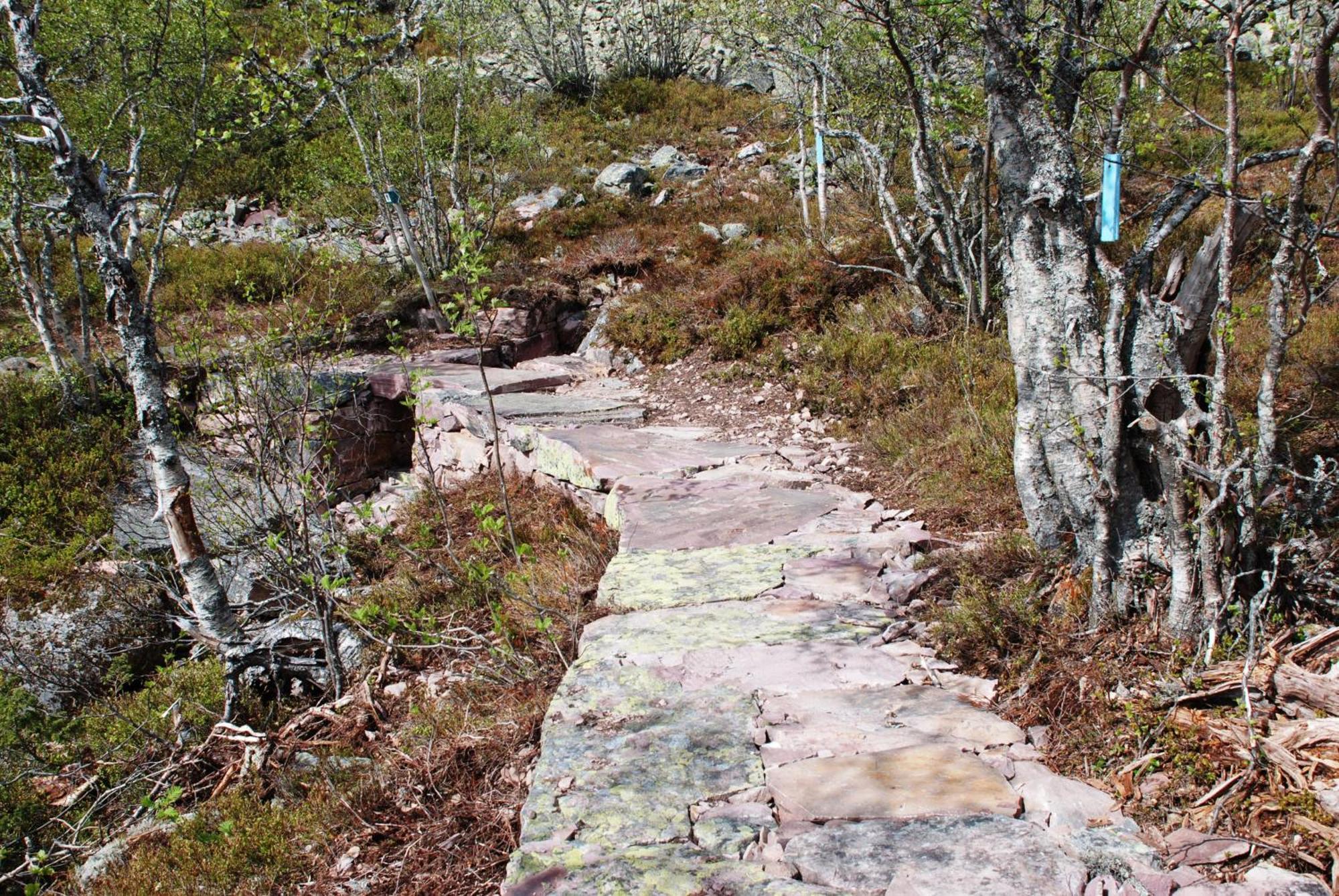 12 - Fulufjellets Nasjonalparker - Natur-, Dyre- Og Fugleopplevelser Ljørdal Exterior foto