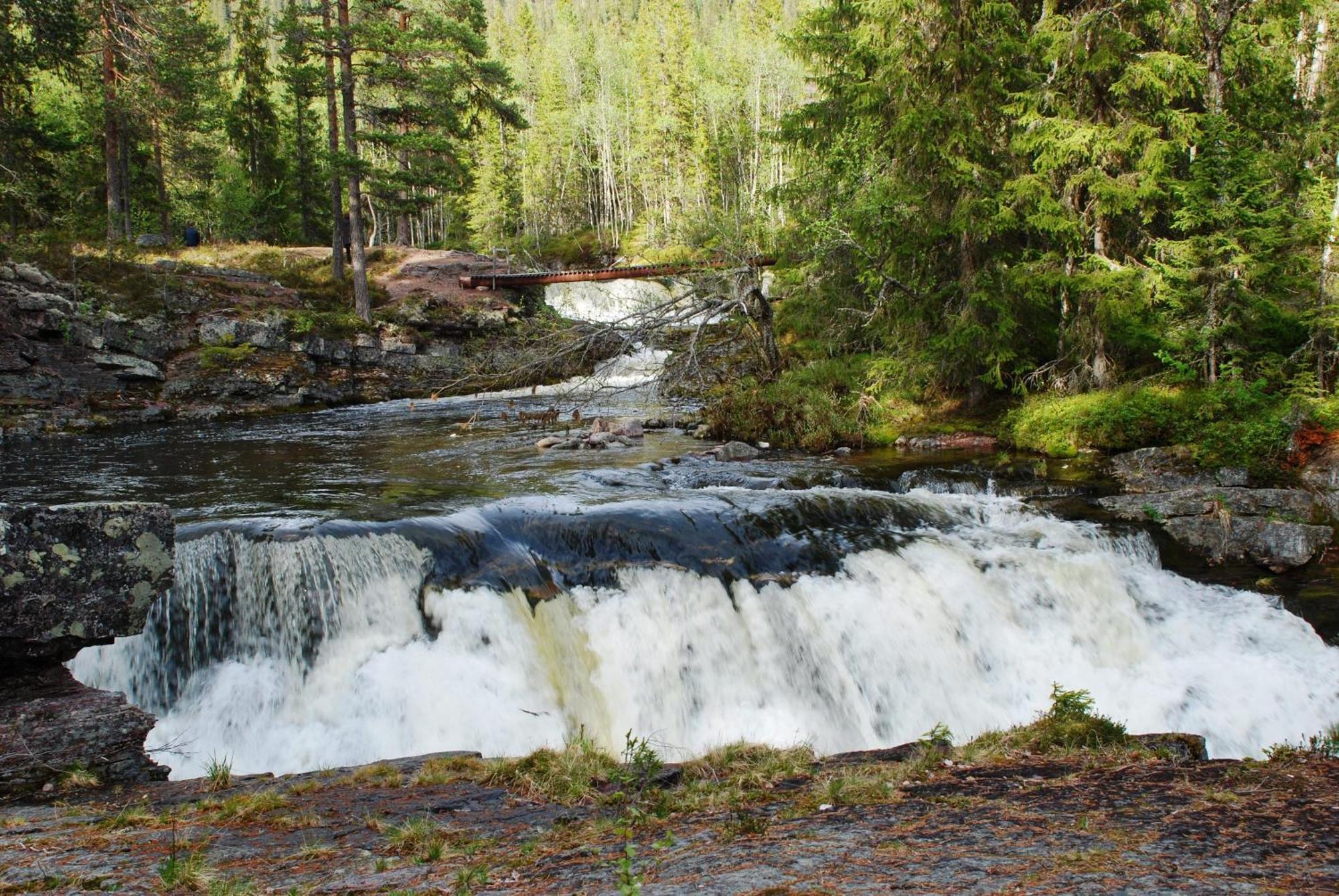 12 - Fulufjellets Nasjonalparker - Natur-, Dyre- Og Fugleopplevelser Ljørdal Exterior foto