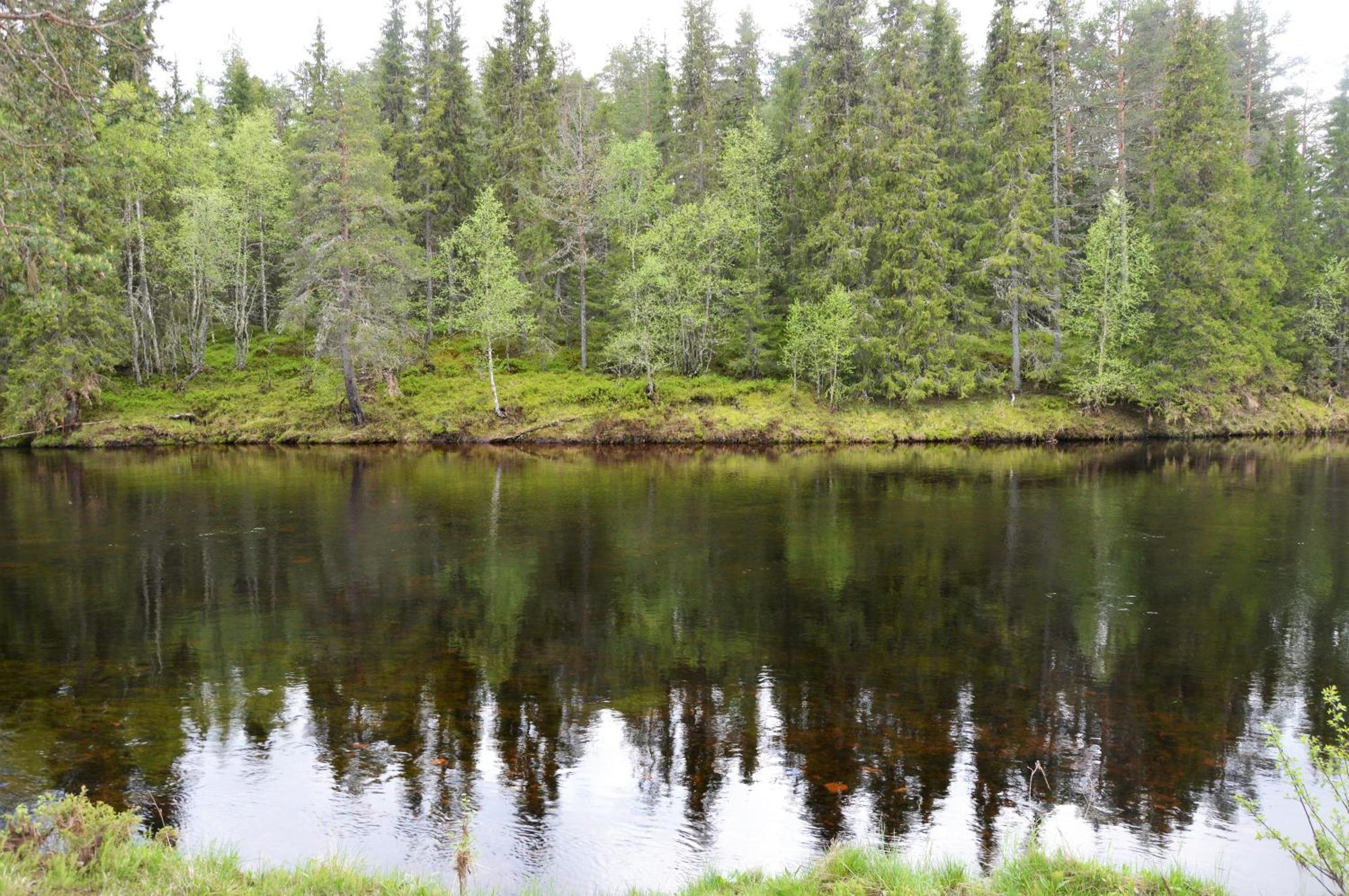12 - Fulufjellets Nasjonalparker - Natur-, Dyre- Og Fugleopplevelser Ljørdal Exterior foto